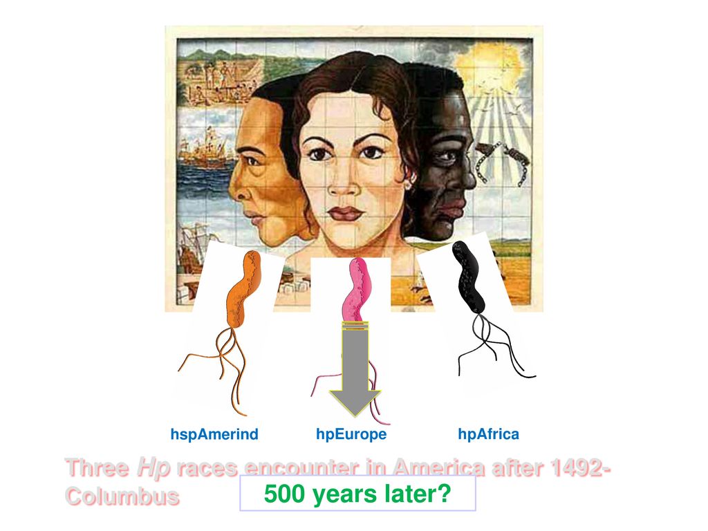 hspAmerind hpEurope. hpAfrica. Three Hp races encounter in America after 1492-Columbus.