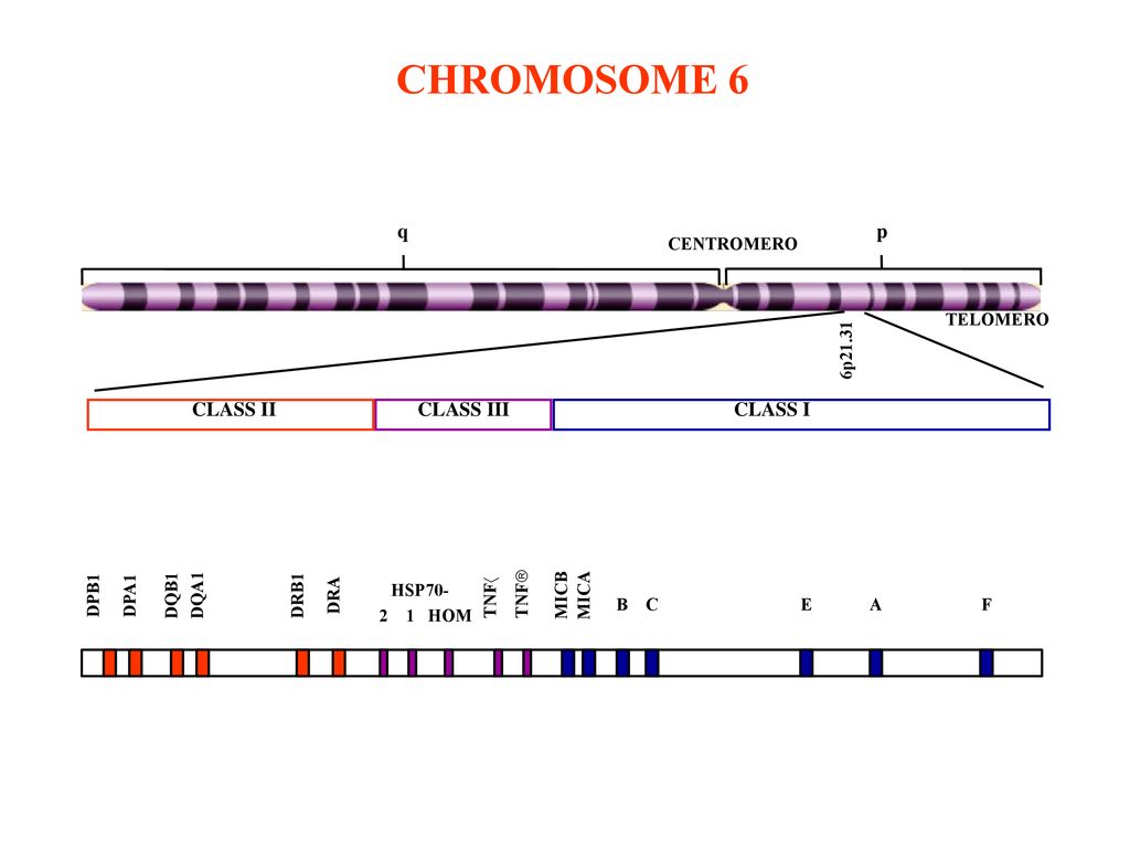 CHROMOSOME 6 q p CLASS I CLASS II CLASS III CENTROMERO TELOMERO