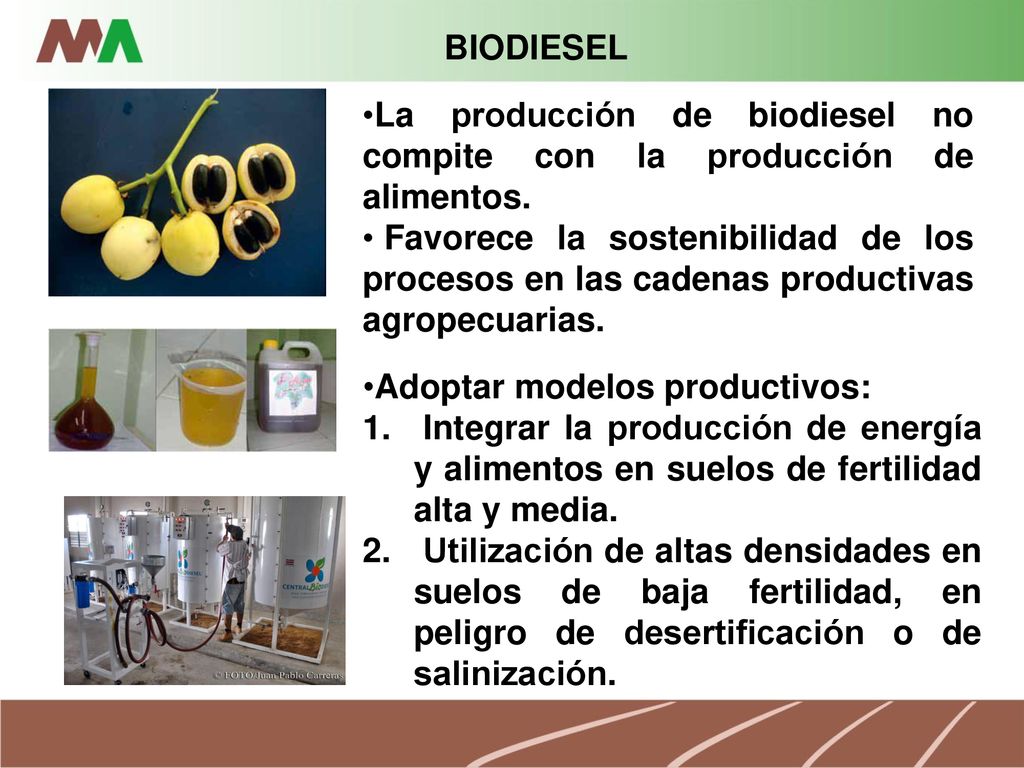 BIODIESEL La producción de biodiesel no compite con la producción de alimentos.