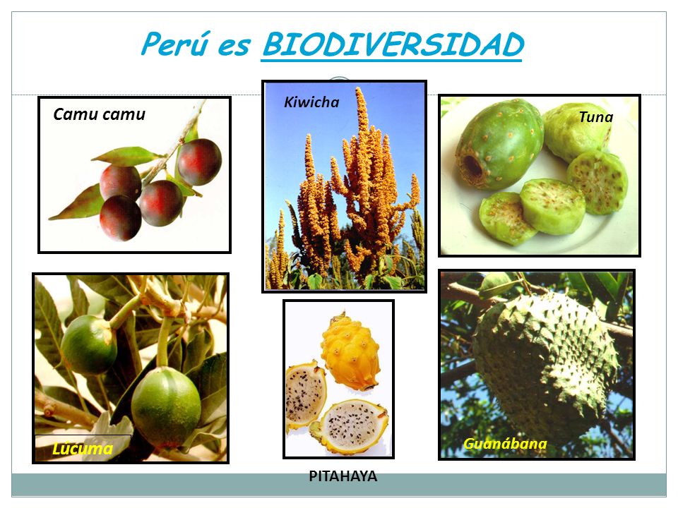 Perú es BIODIVERSIDAD Kiwicha Camu camu Tuna Lúcuma Guanábana PITAHAYA