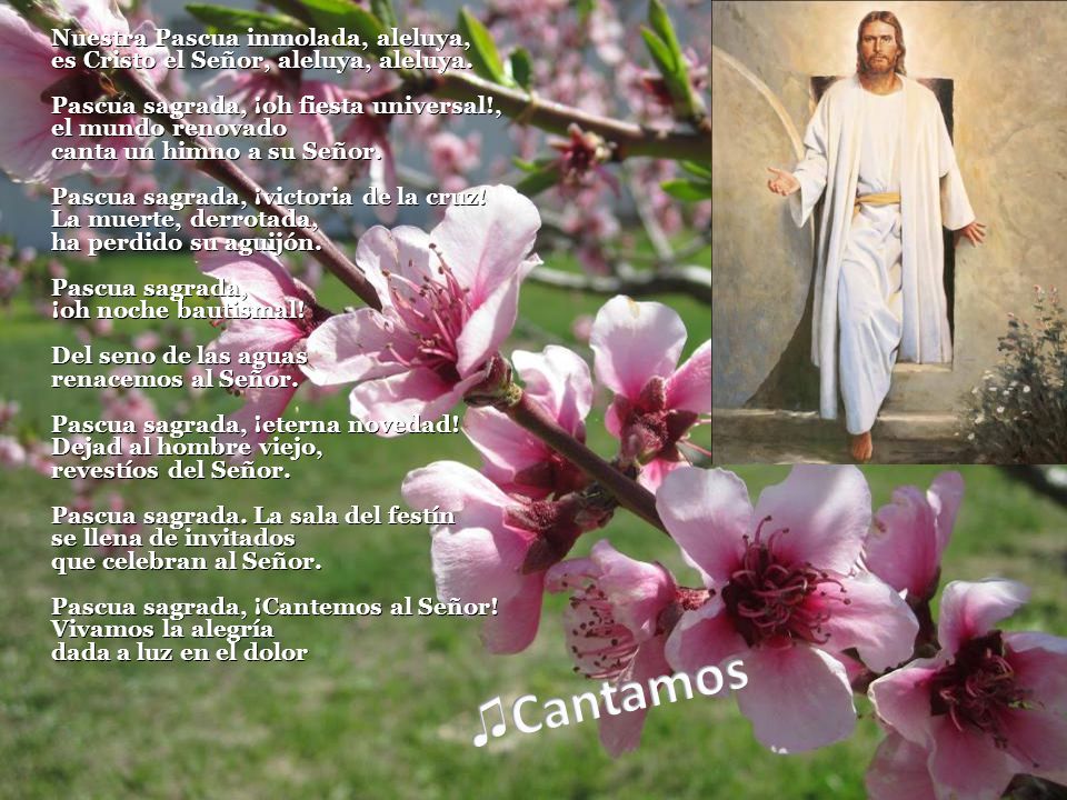 Nuestra Pascua inmolada, aleluya, es Cristo el Señor, aleluya, aleluya