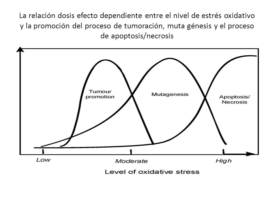 La relación dosis efecto dependiente entre el nivel de estrés oxidativo y la promoción del proceso de tumoración, muta génesis y el proceso de apoptosis/necrosis