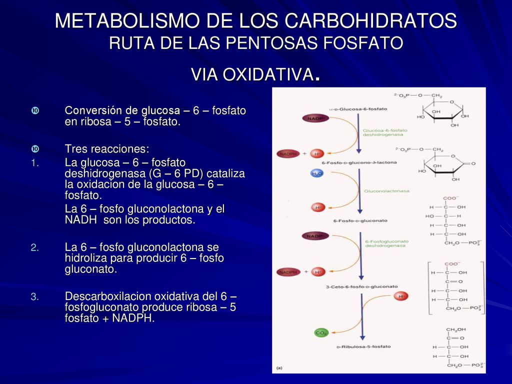 METABOLISMO DE LOS CARBOHIDRATOS RUTA DE LAS PENTOSAS FOSFATO VIA OXIDATIVA.
