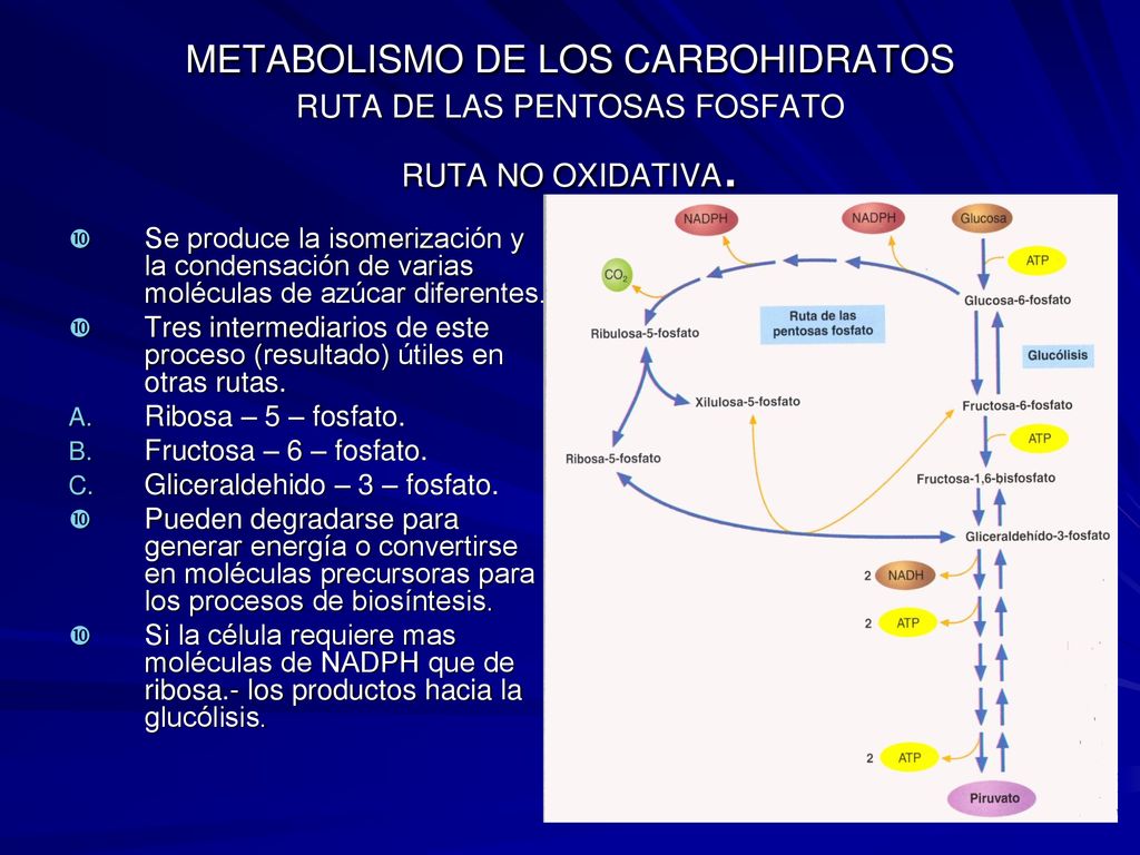 METABOLISMO DE LOS CARBOHIDRATOS RUTA DE LAS PENTOSAS FOSFATO RUTA NO OXIDATIVA.