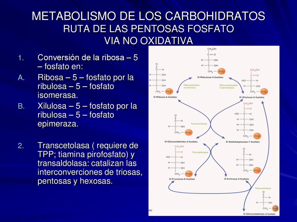METABOLISMO DE LOS CARBOHIDRATOS RUTA DE LAS PENTOSAS FOSFATO VIA NO OXIDATIVA