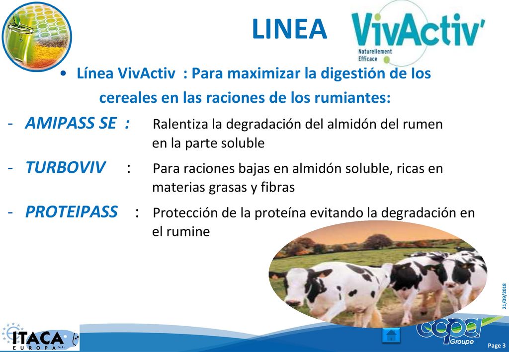 LINEA Línea VivActiv : Para maximizar la digestión de los. cereales en las raciones de los rumiantes: