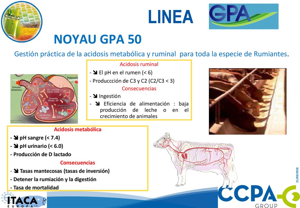 LINEA NOYAU GPA 50. Gestión práctica de la acidosis metabólica y ruminal para toda la especie de Rumiantes.