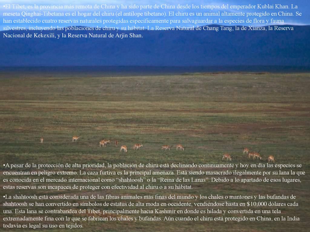 El Tíbet, es la provincia más remota de China y ha sido parte de China desde los tiempos del emperador Kublai Khan. La meseta Qinghai-Tibetana es el hogar del chiru (el antílope tibetano). El chiru es un animal altamente protegido en China. Se han establecido cuatro reservas naturales protegidas específicamente para salvaguardar a la especies de flora y fauna silvestres, incluyendo las poblaciones de chiru y su hábitat: La Reserva Natural de Chang Tang, la de Xianza, la Reserva Nacional de Kekexili, y la Reserva Natural de Arjin Shan.