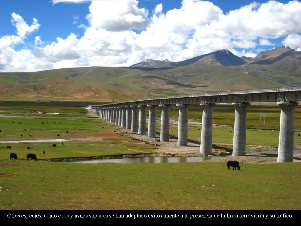 Otras especies, como osos y asnos salvajes se han adaptado exitosamente a la presencia de la línea ferroviaria y su tráfico.