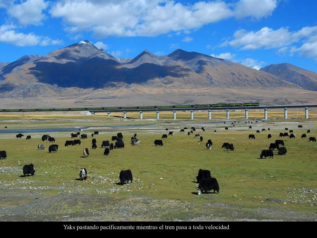 Yaks pastando pacíficamente mientras el tren pasa a toda velocidad.