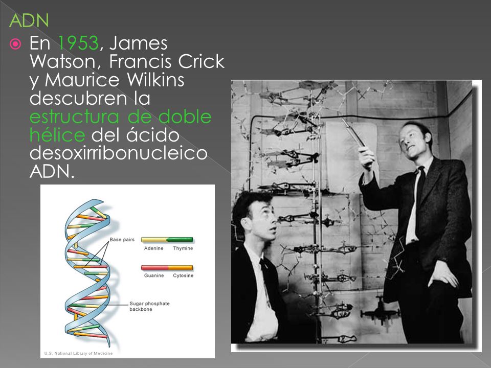 ADN En 1953, James Watson, Francis Crick y Maurice Wilkins descubren la estructura de doble hélice del ácido desoxirribonucleico ADN.