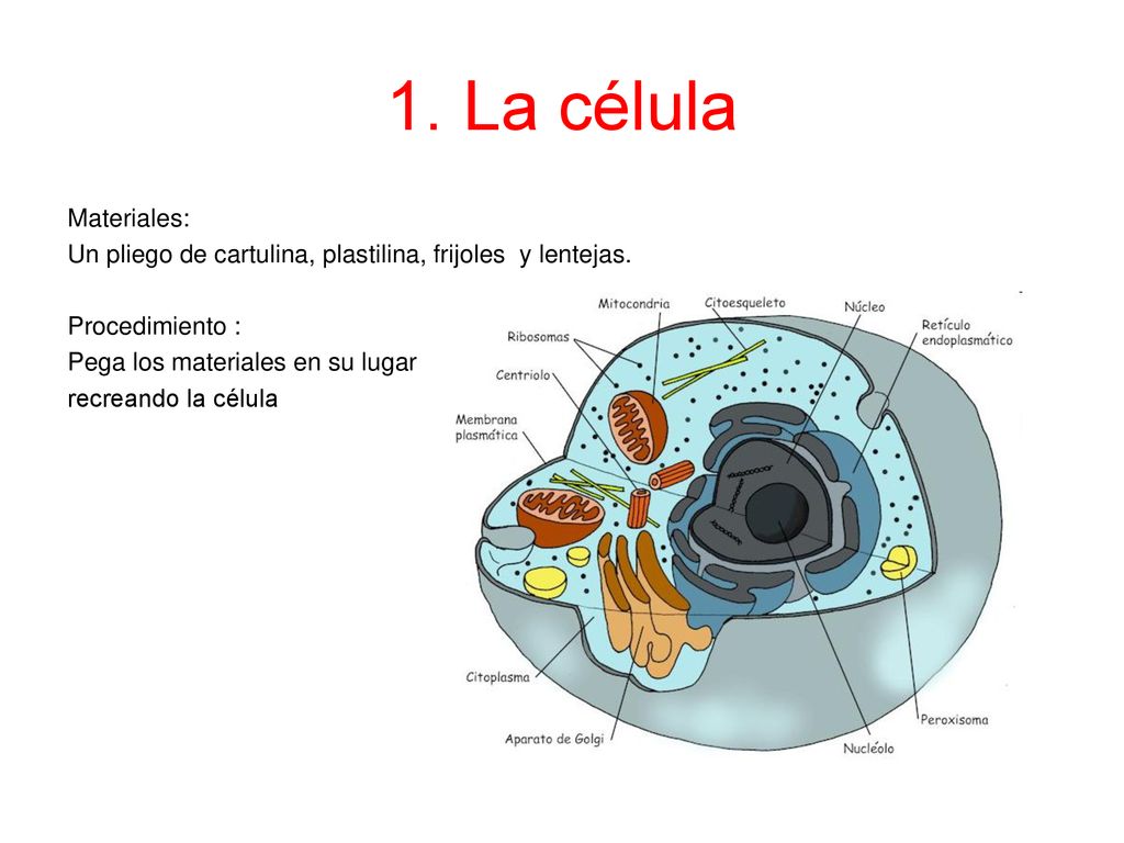 1. La célula Materiales: Un pliego de cartulina, plastilina, frijoles y lentejas. Procedimiento :
