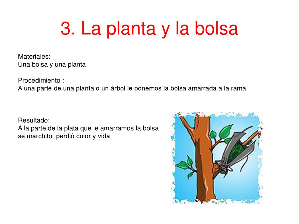 3. La planta y la bolsa Materiales: Una bolsa y una planta