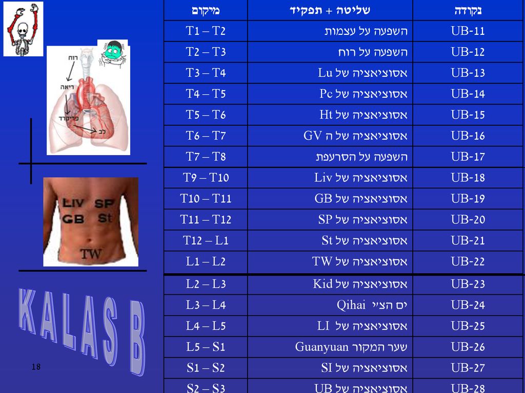 K A L A S B נקודה שליטה + תפקיד מיקום UB-11 השפעה על עצמות T1 – T2