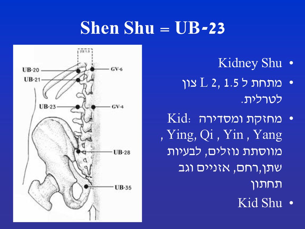 UB-23 = Shen Shu Kidney Shu מתחת ל L 2, 1.5 צון לטרלית.