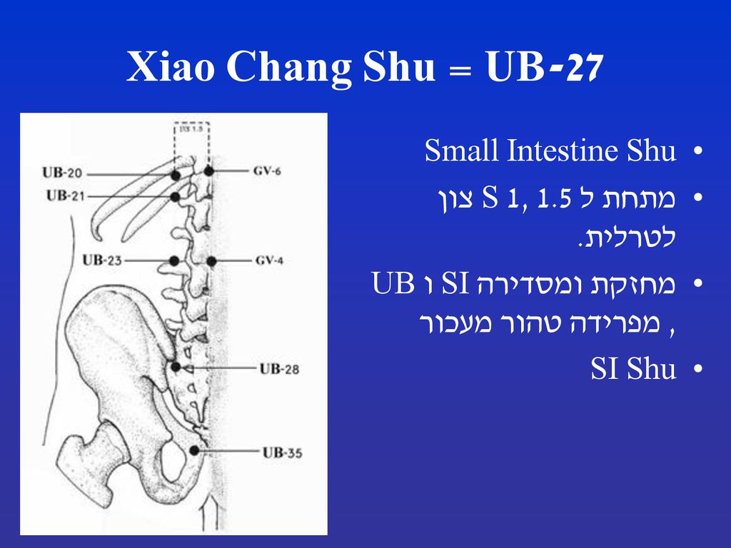 UB-27 = Xiao Chang Shu Small Intestine Shu מתחת ל S 1, 1.5 צון לטרלית.