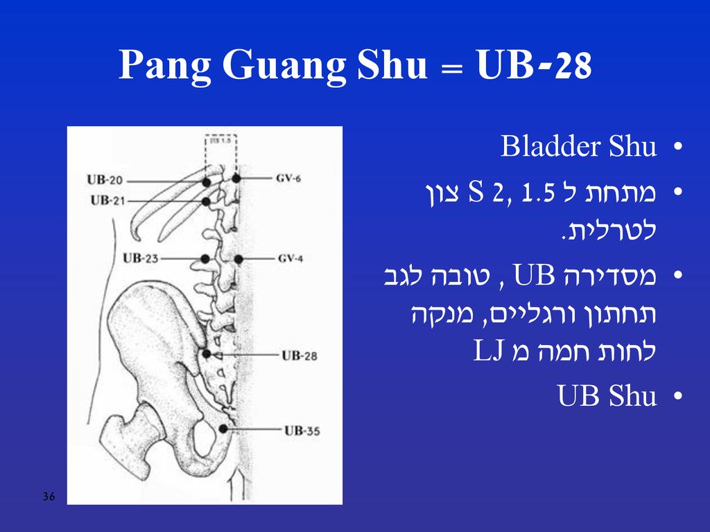 UB-28 = Pang Guang Shu Bladder Shu מתחת ל S 2, 1.5 צון לטרלית.
