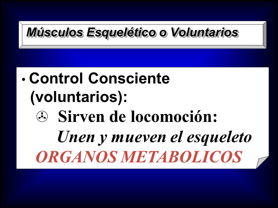 Unen y mueven el esqueleto ORGANOS METABOLICOS