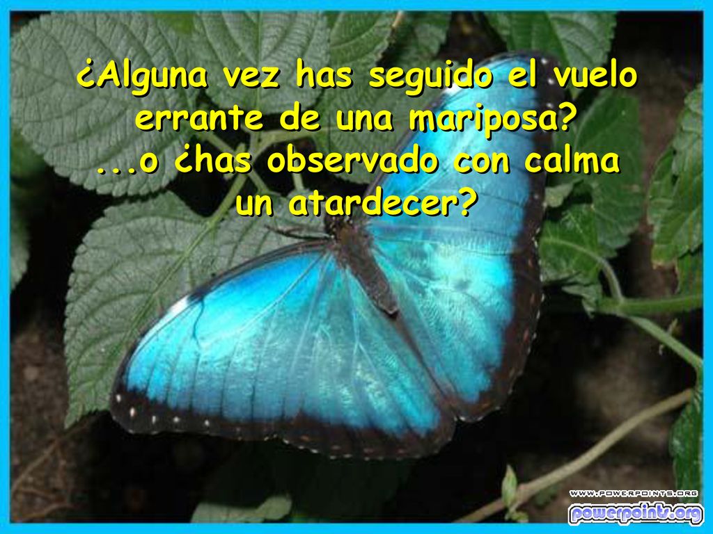 ¿Alguna vez has seguido el vuelo errante de una mariposa