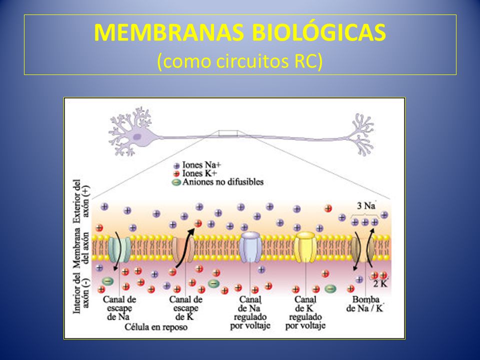 MEMBRANAS BIOLÓGICAS (como circuitos RC)