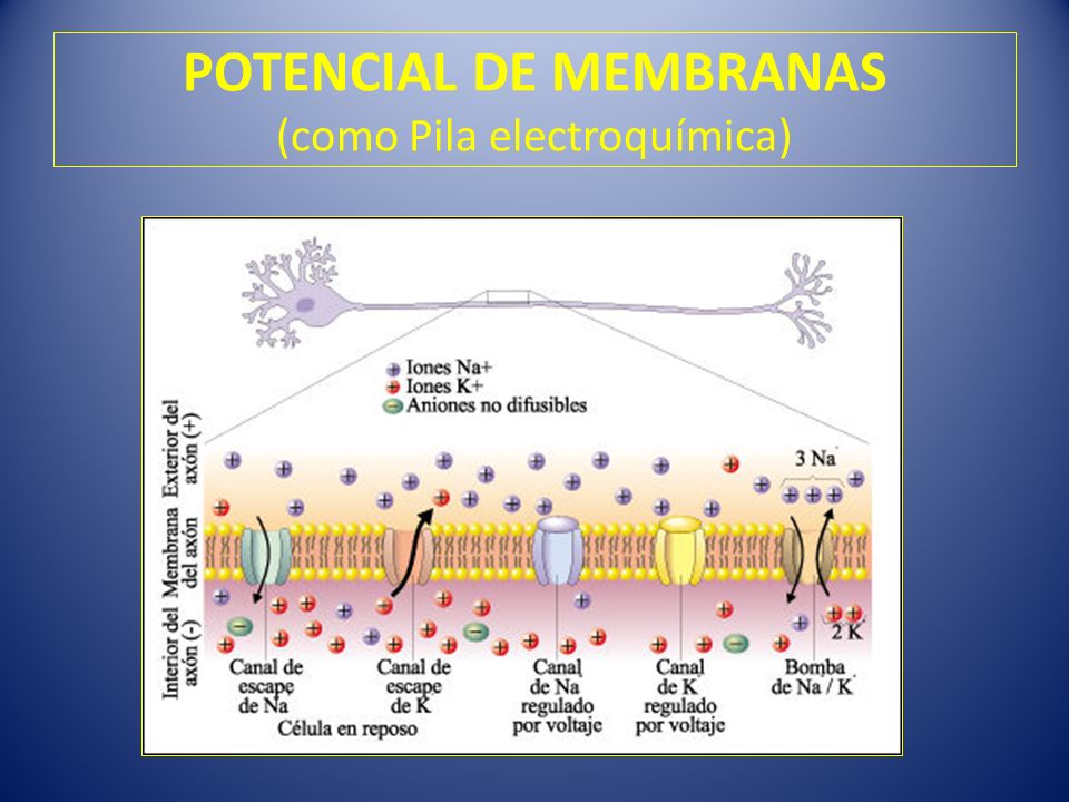 POTENCIAL DE MEMBRANAS (como Pila electroquímica)