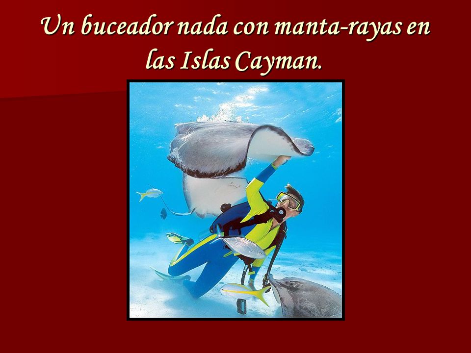 Un buceador nada con manta-rayas en las Islas Cayman.