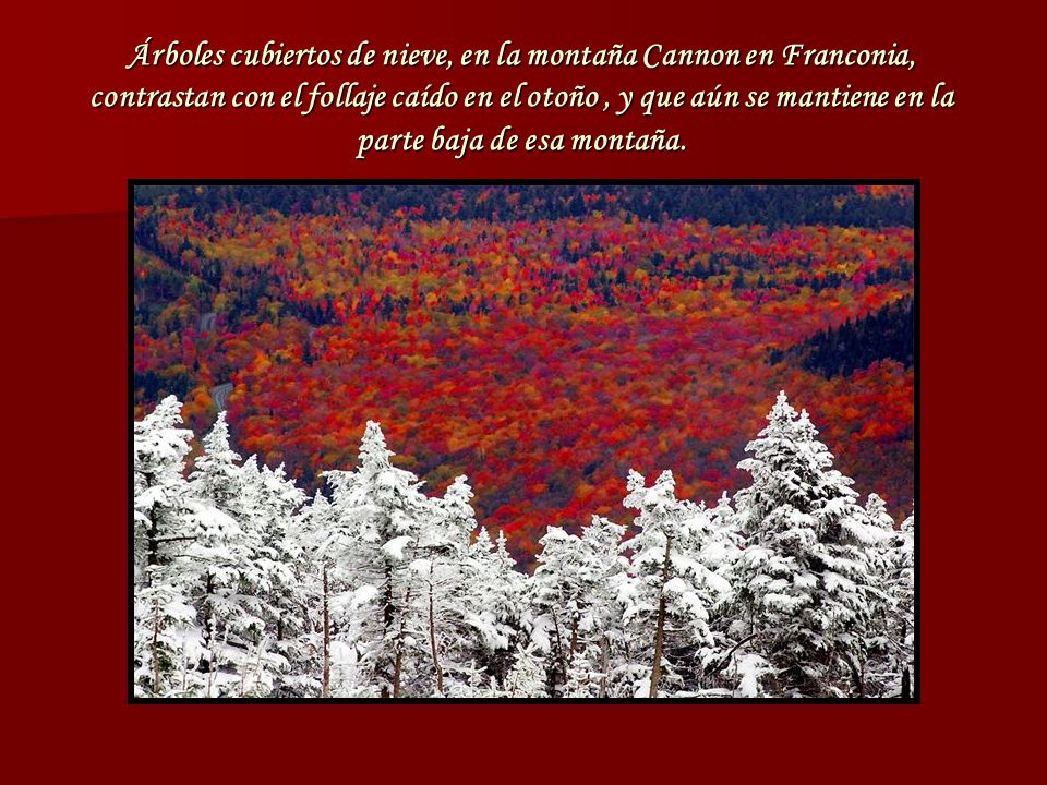 Árboles cubiertos de nieve, en la montaña Cannon en Franconia, contrastan con el follaje caído en el otoño , y que aún se mantiene en la parte baja de esa montaña.