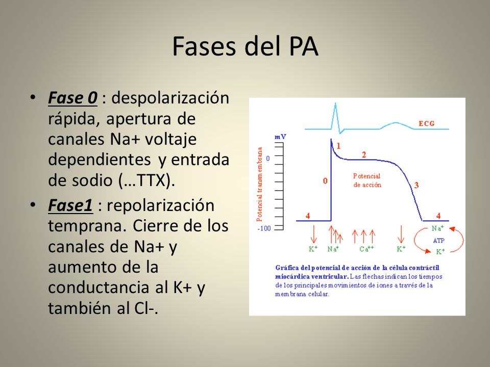 Fases del PA Fase 0 : despolarización rápida, apertura de canales Na+ voltaje dependientes y entrada de sodio (…TTX).