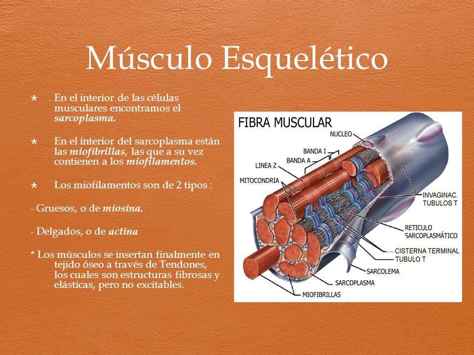 Músculo Esquelético En el interior de las células musculares encontramos el sarcoplasma.