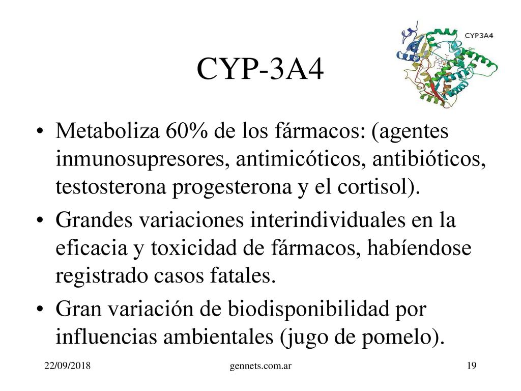 CYP-3A4 Metaboliza 60% de los fármacos: (agentes inmunosupresores, antimicóticos, antibióticos, testosterona progesterona y el cortisol).