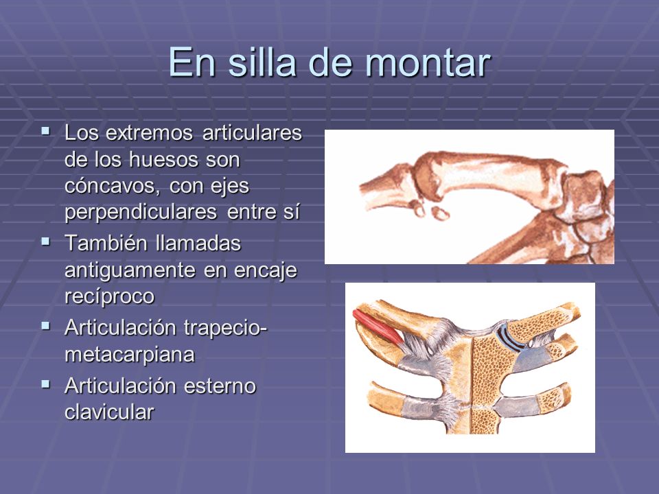 En silla de montar Los extremos articulares de los huesos son cóncavos, con ejes perpendiculares entre sí.