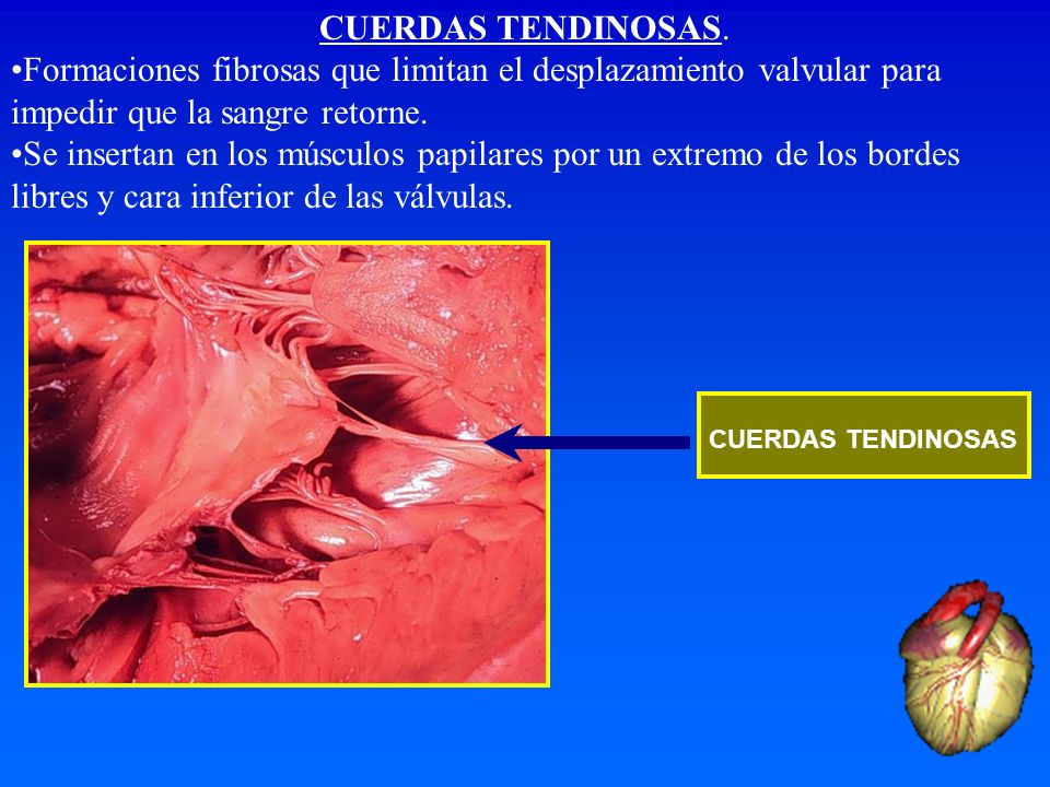 CUERDAS TENDINOSAS. Formaciones fibrosas que limitan el desplazamiento valvular para impedir que la sangre retorne.