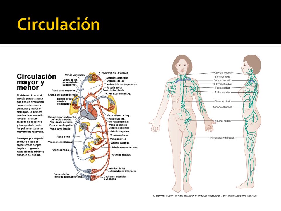 Circulación