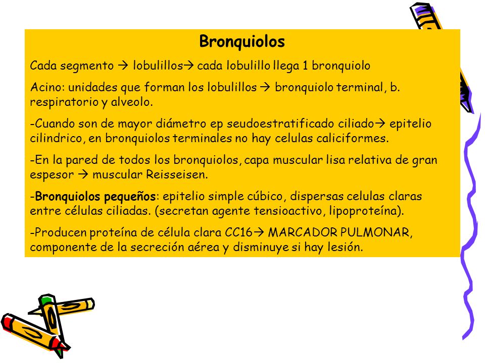 Bronquiolos Cada segmento  lobulillos cada lobulillo llega 1 bronquiolo.