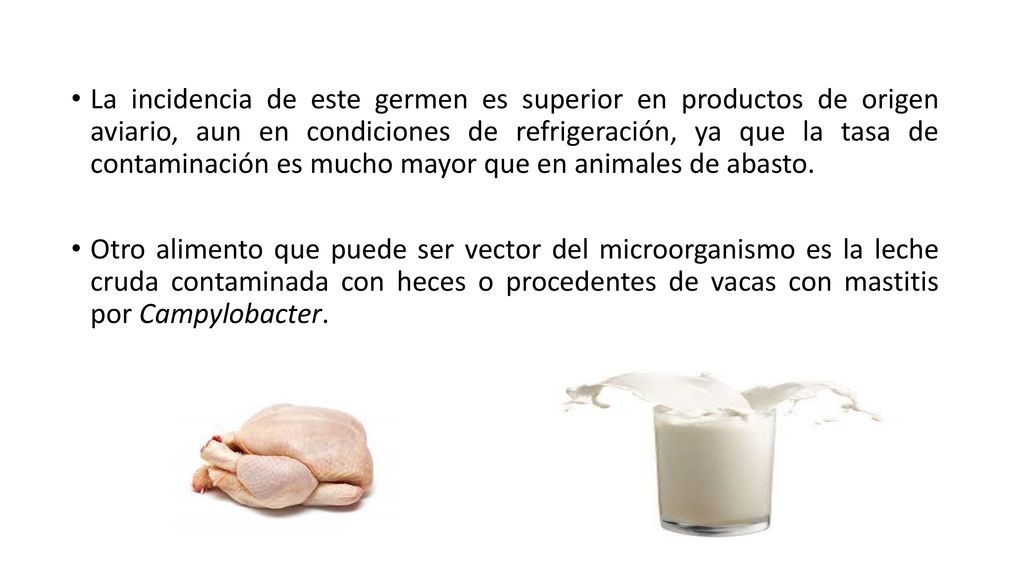 La incidencia de este germen es superior en productos de origen aviario, aun en condiciones de refrigeración, ya que la tasa de contaminación es mucho mayor que en animales de abasto.