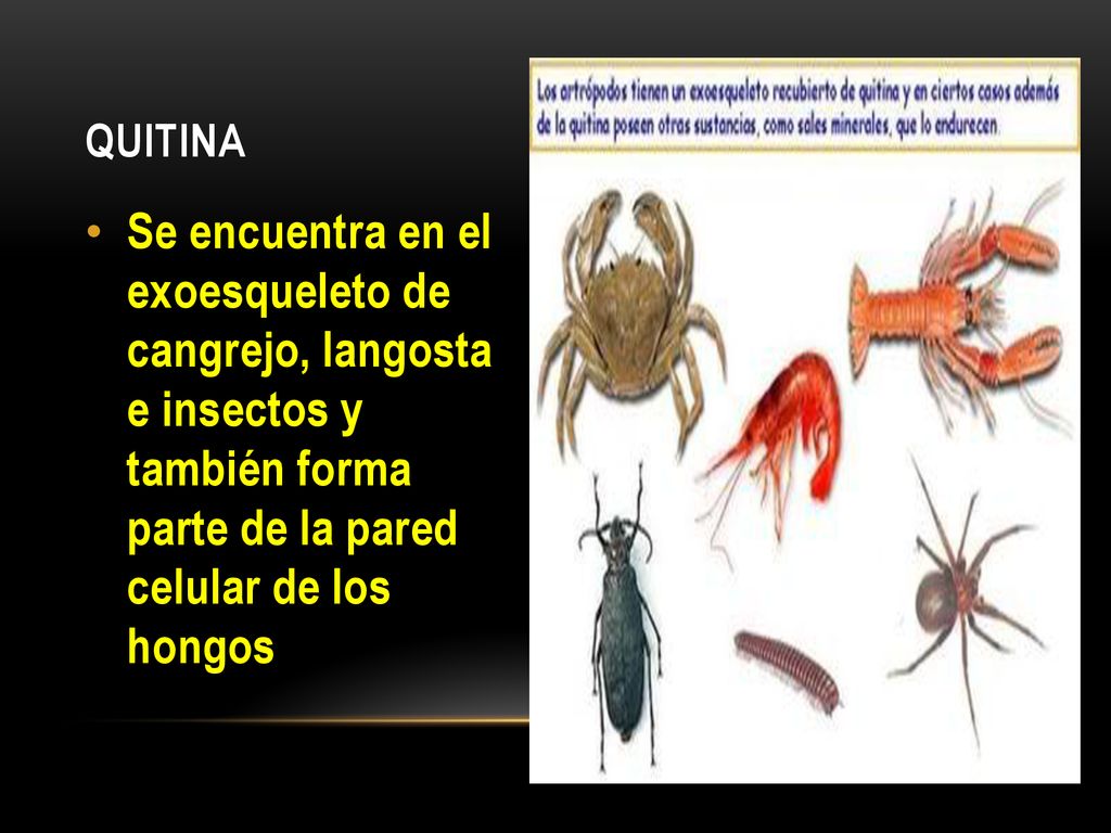 QUITINA Se encuentra en el exoesqueleto de cangrejo, langosta e insectos y también forma parte de la pared celular de los hongos.