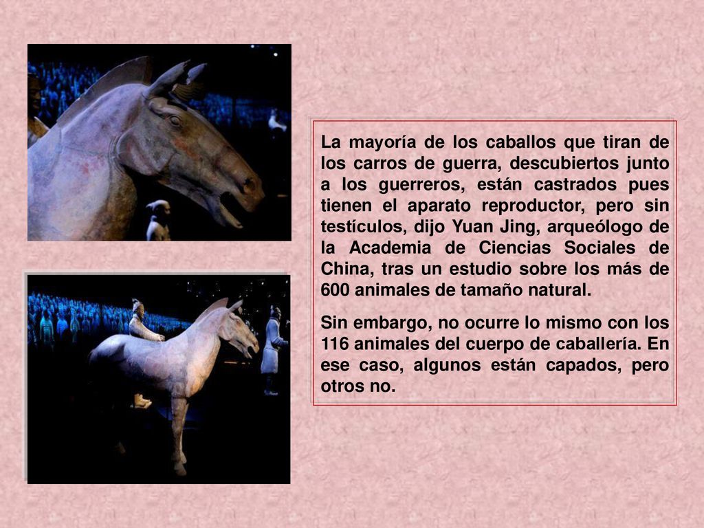 La mayoría de los caballos que tiran de los carros de guerra, descubiertos junto a los guerreros, están castrados pues tienen el aparato reproductor, pero sin testículos, dijo Yuan Jing, arqueólogo de la Academia de Ciencias Sociales de China, tras un estudio sobre los más de 600 animales de tamaño natural.