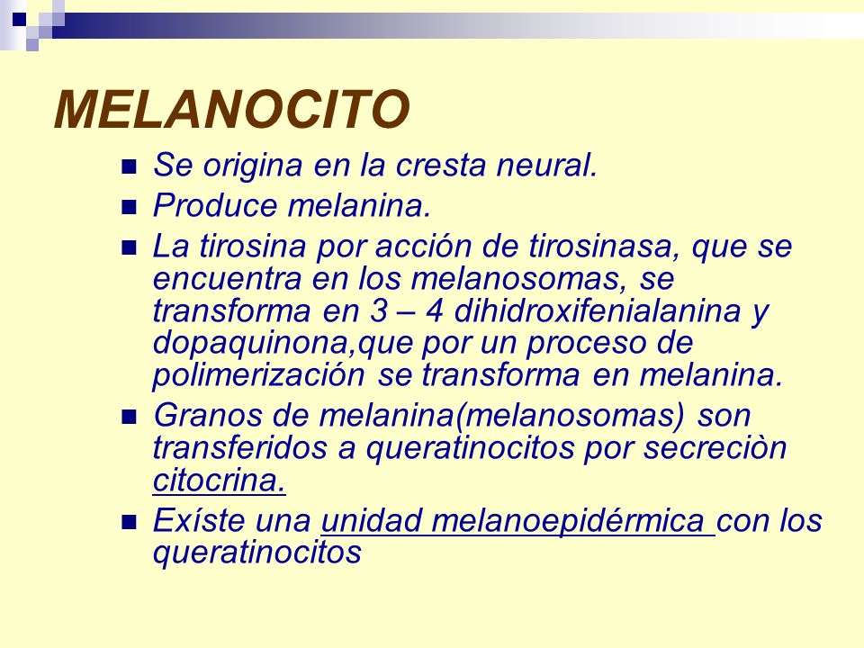 MELANOCITO Se origina en la cresta neural. Produce melanina.