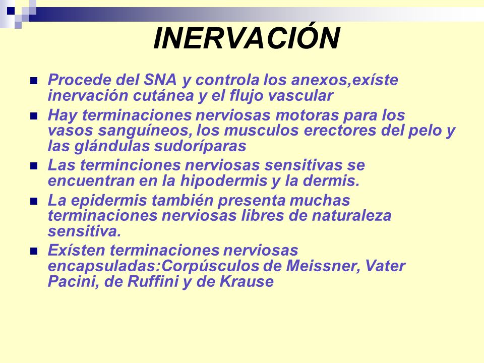 INERVACIÓN Procede del SNA y controla los anexos,exíste inervación cutánea y el flujo vascular.