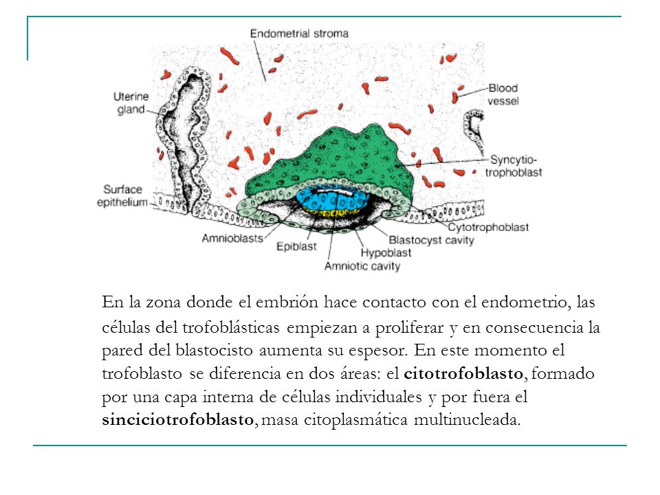 En la zona donde el embrión hace contacto con el endometrio, las células del trofoblásticas empiezan a proliferar y en consecuencia la pared del blastocisto aumenta su espesor.