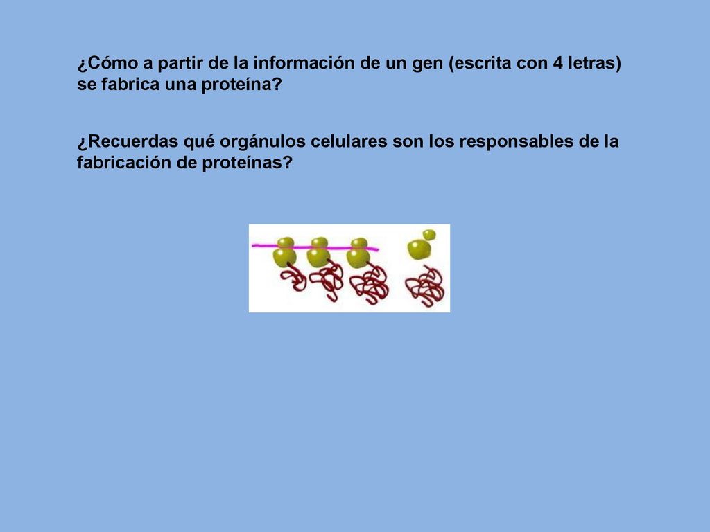 ¿Cómo a partir de la información de un gen (escrita con 4 letras)