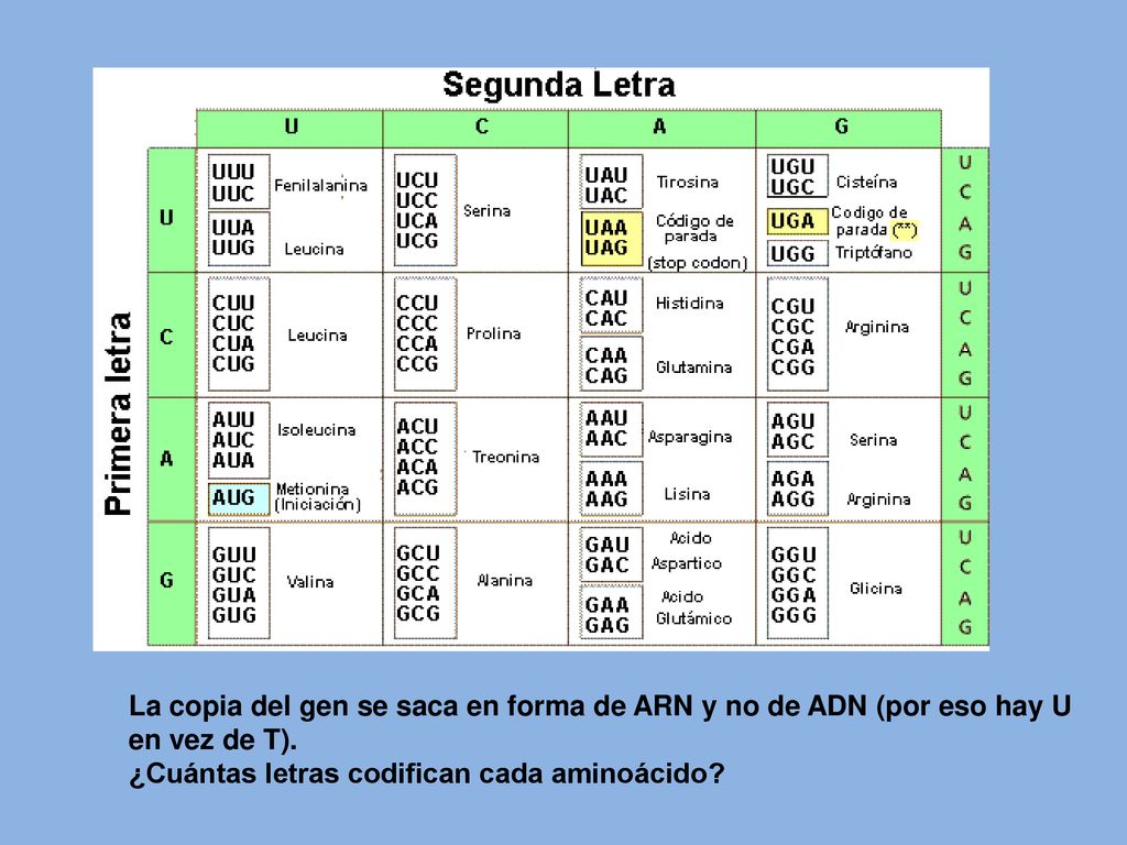 La copia del gen se saca en forma de ARN y no de ADN (por eso hay U