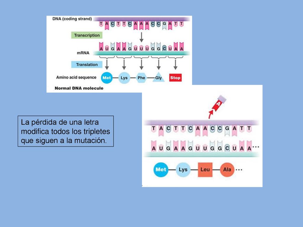 La pérdida de una letra modifica todos los tripletes que siguen a la mutación.