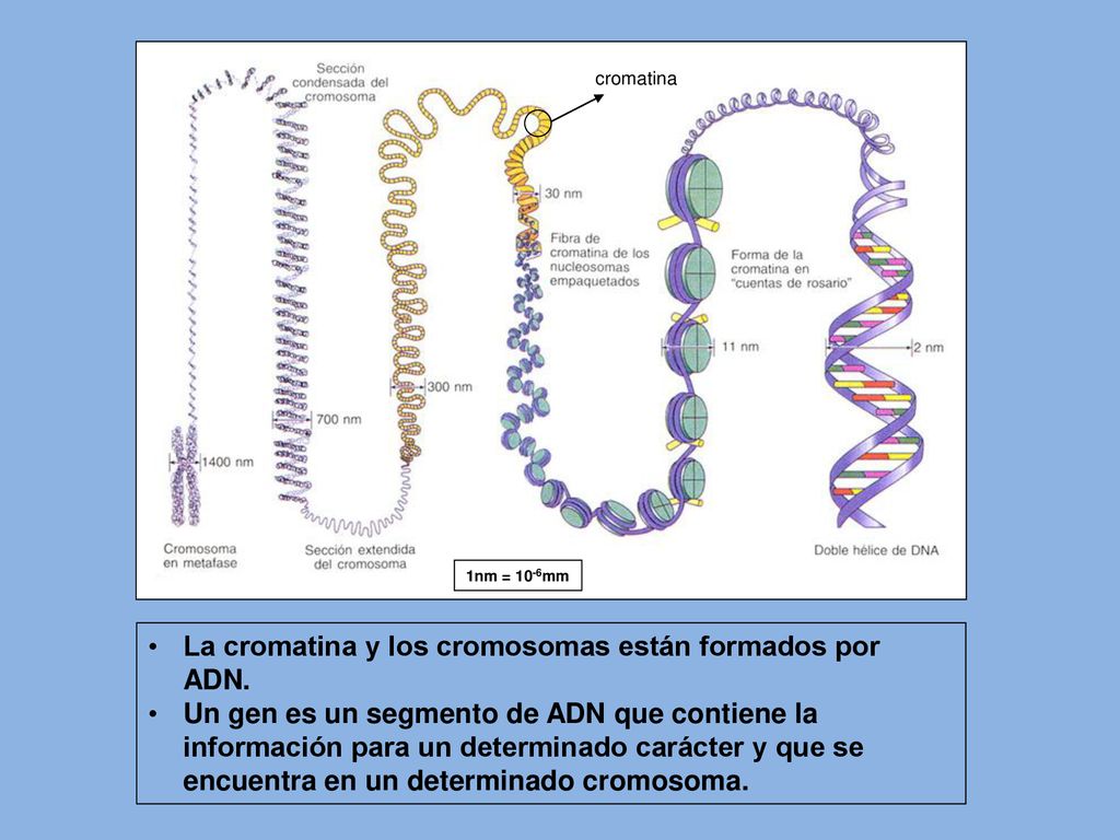 La cromatina y los cromosomas están formados por ADN.