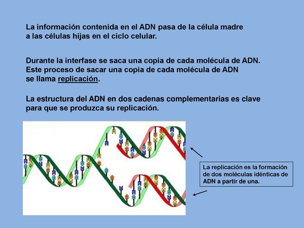 La información contenida en el ADN pasa de la célula madre