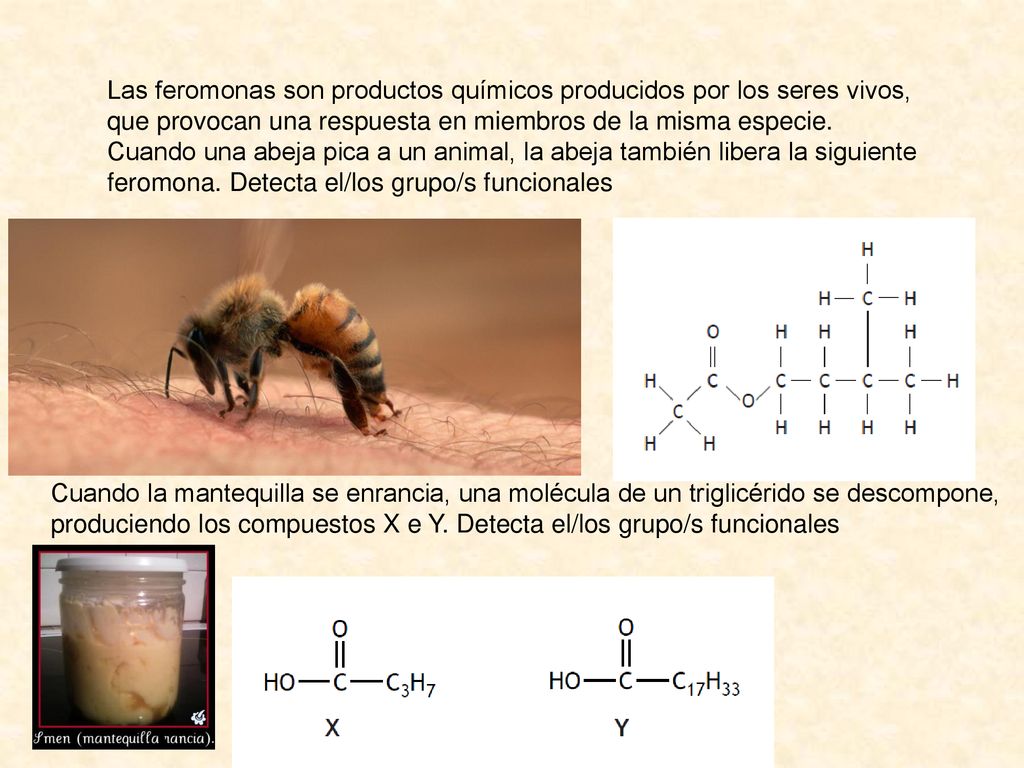 Las feromonas son productos químicos producidos por los seres vivos, que provocan una respuesta en miembros de la misma especie.
