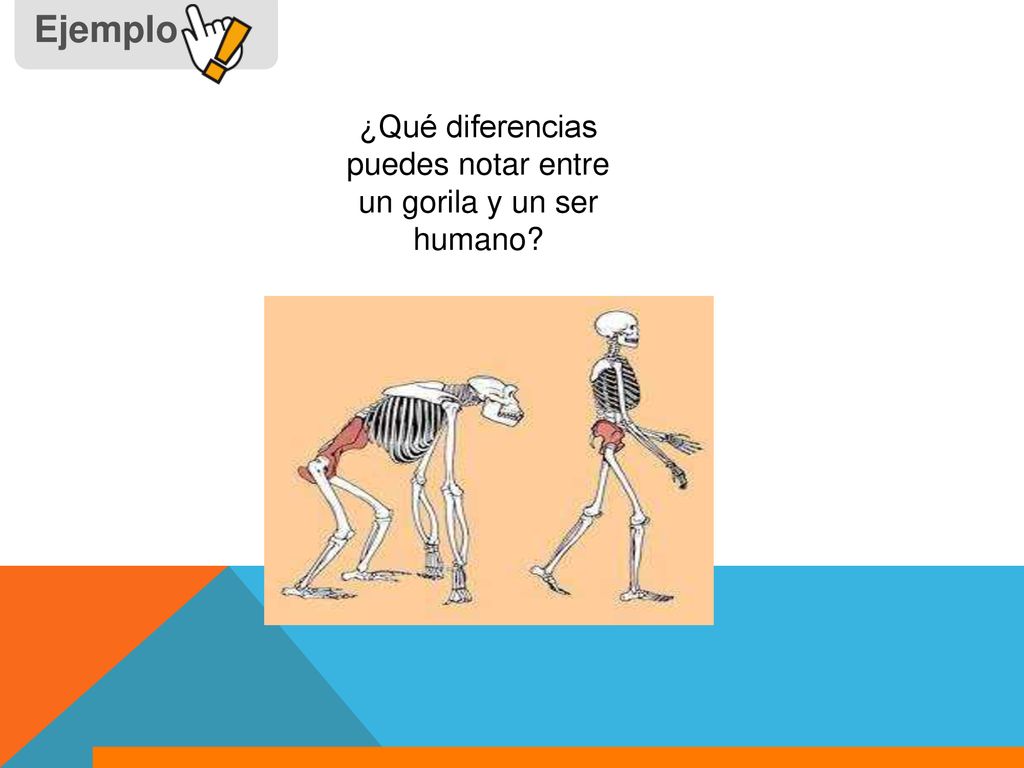 ¿Qué diferencias puedes notar entre un gorila y un ser humano