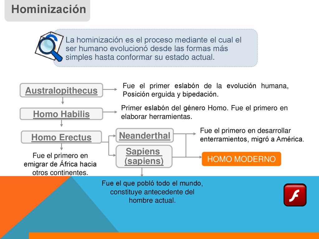 Fue el primero en emigrar de África hacia otros continentes.