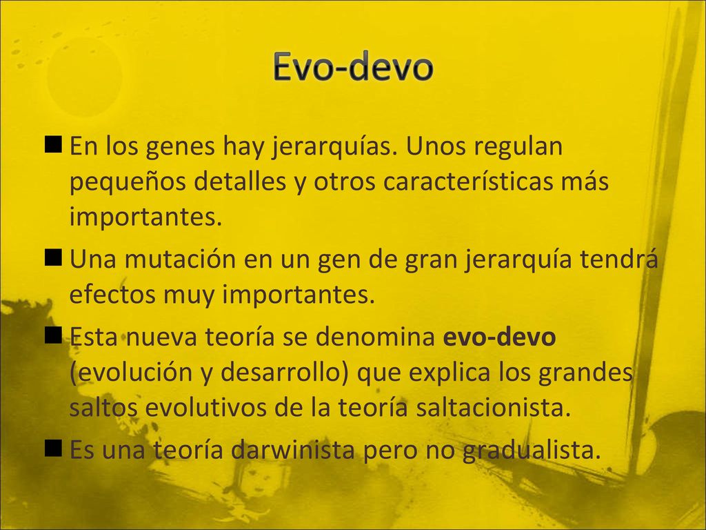 Evo-devo En los genes hay jerarquías. Unos regulan pequeños detalles y otros características más importantes.