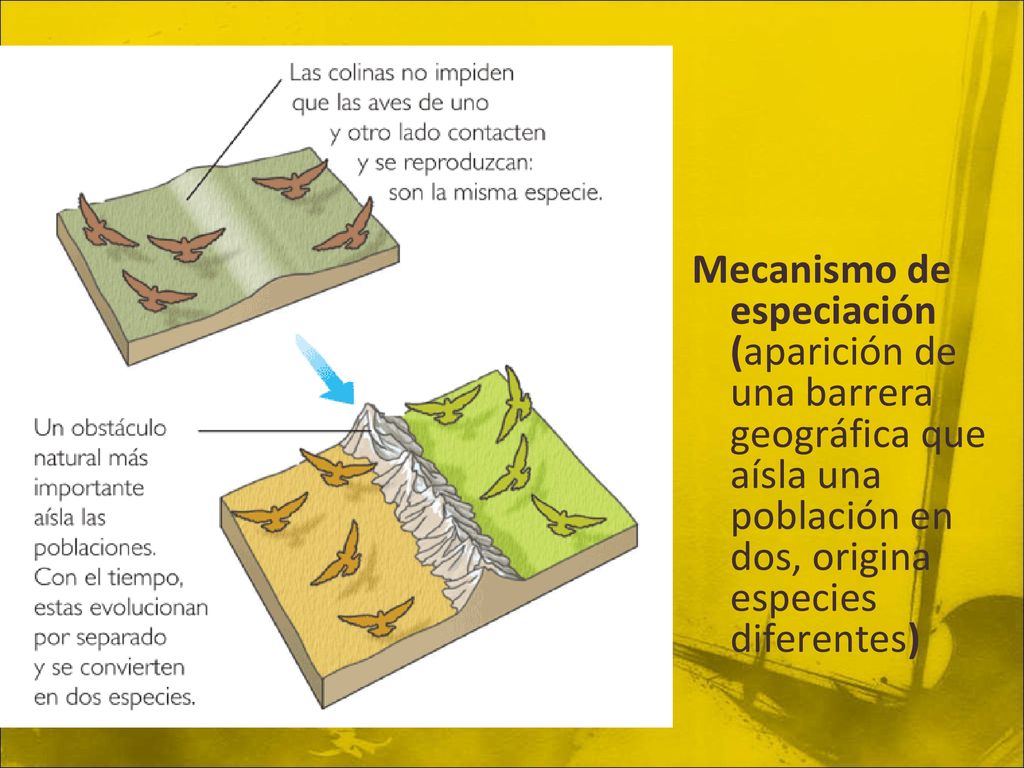 Mecanismo de especiación (aparición de una barrera geográfica que aísla una población en dos, origina especies diferentes)
